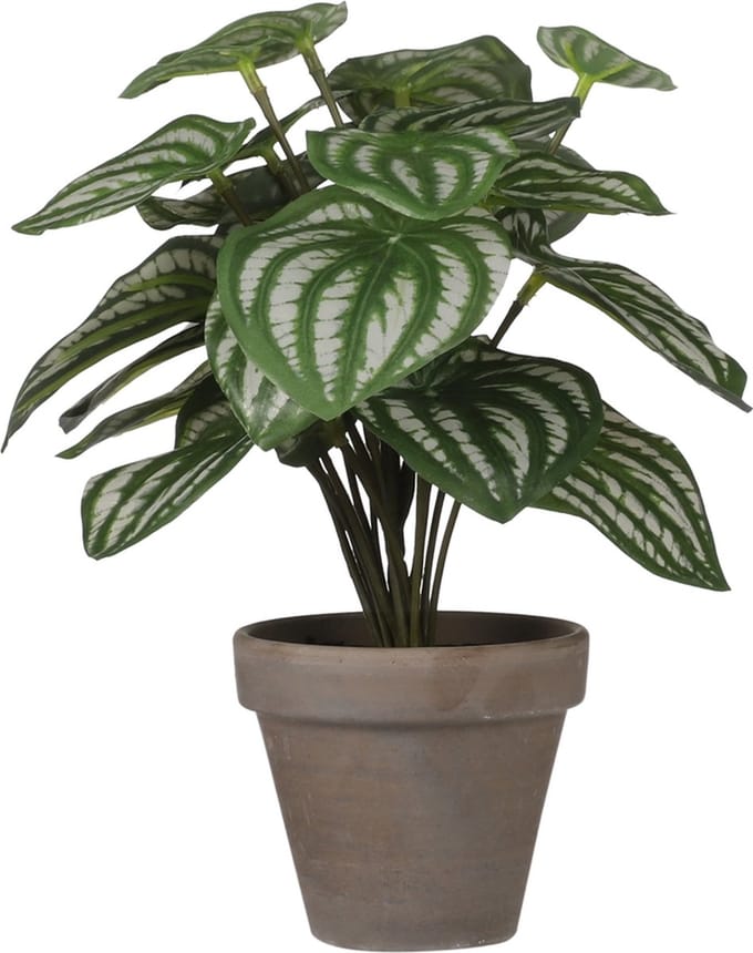 Mica Peperomia licht groen in pot Stan grey
