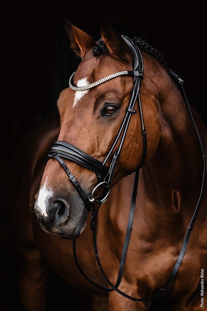 Schockemöhle X Isabell Werth Hoofdstel Satchmo-Black-Cob