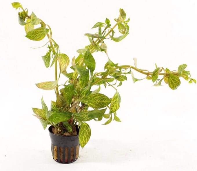 Aquaflora Ludwigia sp Atlantis | in 5 cm pot