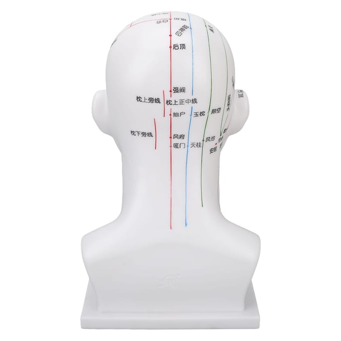 Acupunctuurpunt Hoofdmodel PVC Wit Gezicht Massage Meridianen Hoofdmodel Onderwijs Requisieten 11,8 Inch white