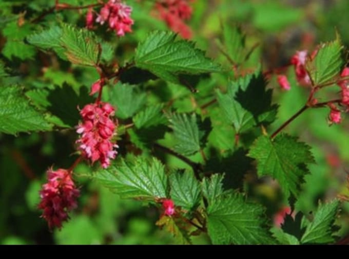 Neillia affinis - Trosspirea 40- 60 cm in pot