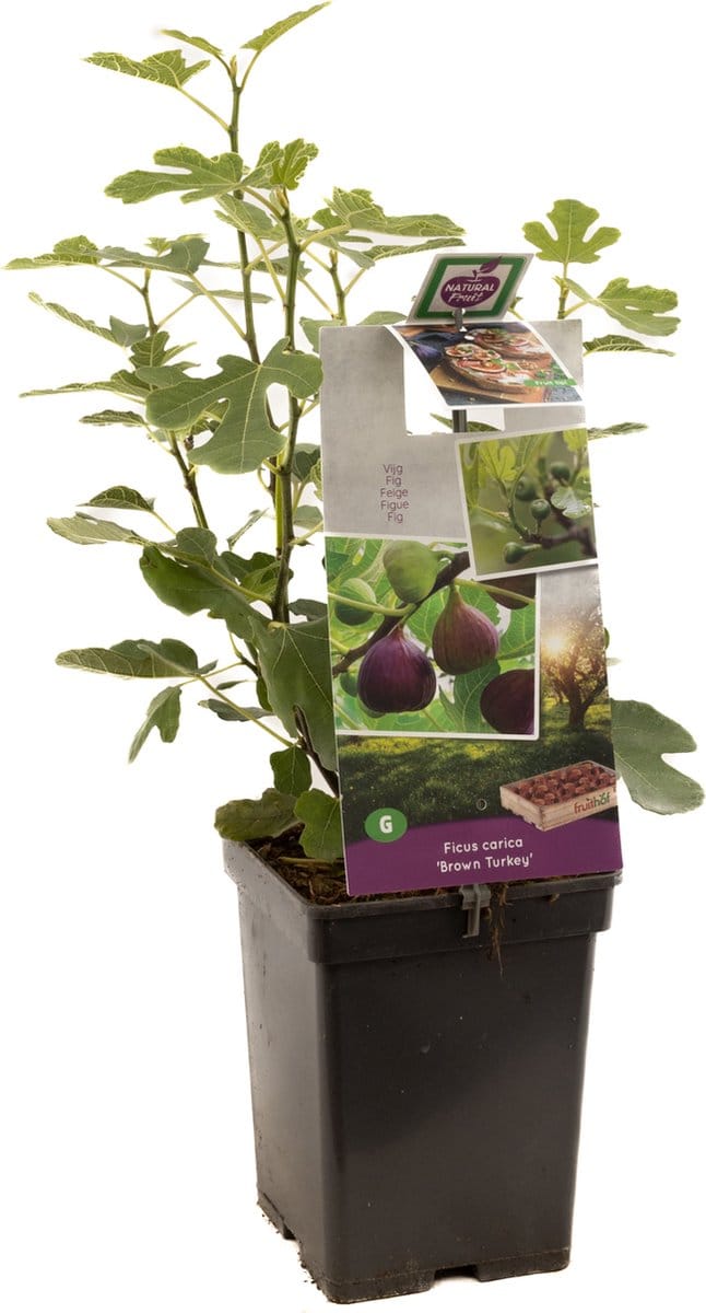 Ficus carica Brown Turkey | vijgenstruik | Ø 18 cm