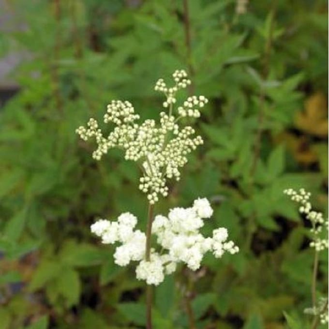 6 x Filipendula Ulmaria 'Plena' - Knolspirea Pot 9x9 cm - Witte Pluimen