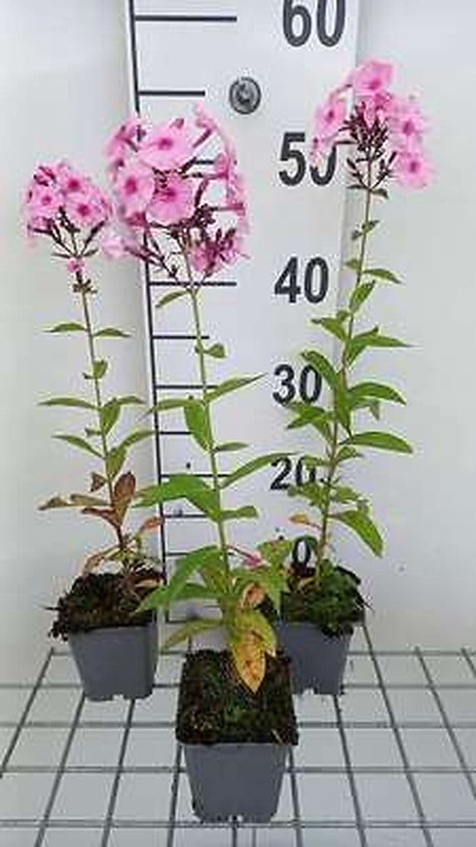 6x Vlambloem - Phlox (p) 'Herbstwalzer' | 9x9 cm pot
