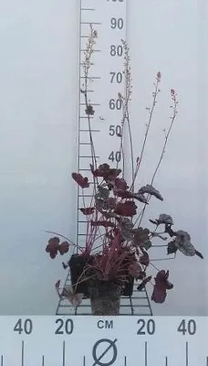 6x Purperklokje - Heuchera hybr. 'Silver Scrolls' | 9x9 cm pot