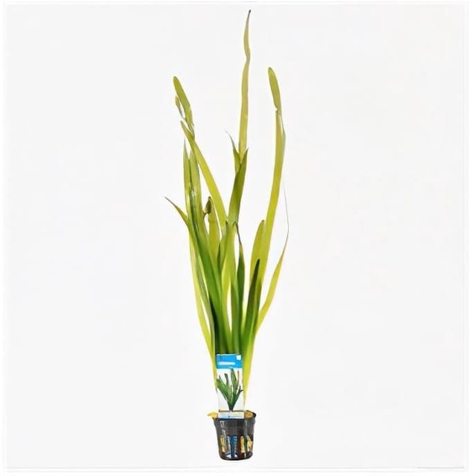 Moerings Vallisneria giganthea rubra | In Terracotta Pot