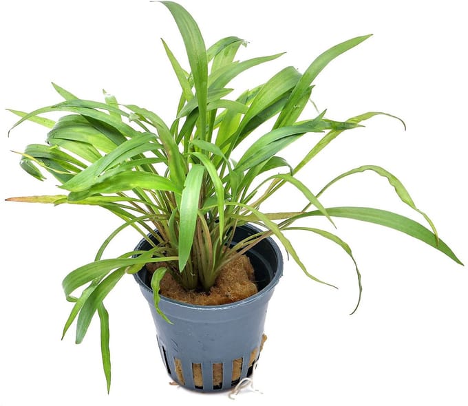 Aquaflora Cryptocoryne Spiralis Tiger | in 5 cm pot Waterplant