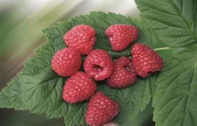 Rubus id. twotimer 'Sugana Red' - Framboos struik in pot