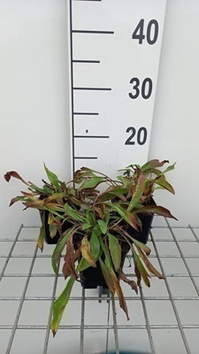 6x Koeienoog - Buphthalmum salicifolium | 9x9 cm pot