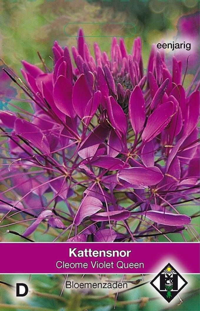 2 stuks Van Hemert & Co Cleome hassleriana Violet Queen