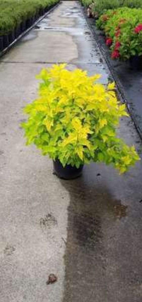 Physocarpus opulif. 'Dart's Gold' - Blaasspirea, Sneeuwbalspirea 30- 40 cm in pot