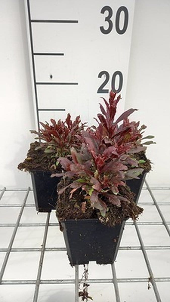 6x Galium - Gaura lindh. 'Blaze'® ( oenothera lindh.) | 9x9 cm pot