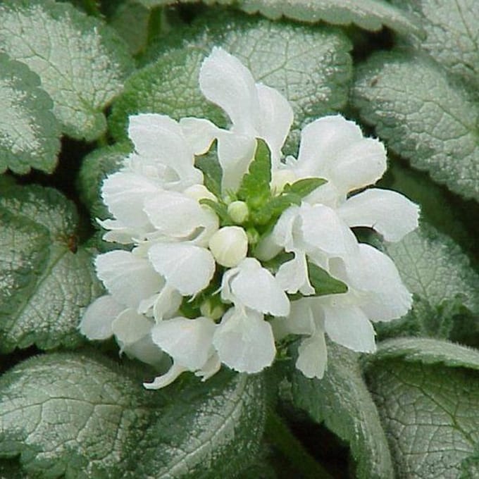 6 x Lamium Maculatum 'White Nancy'  - Dovenetel pot 9x9cm