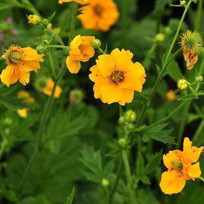 6 x Trollius Chinensis 'Golden Queen' - Kogelbloem pot 9x9cm