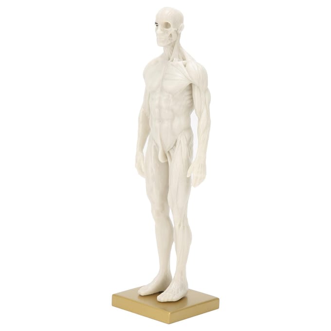 30cm Mannelijk Anatomisch Model Kunst Mannequin Musculoskeletaal Structuur Sculptuur Lichaamsmodel white
