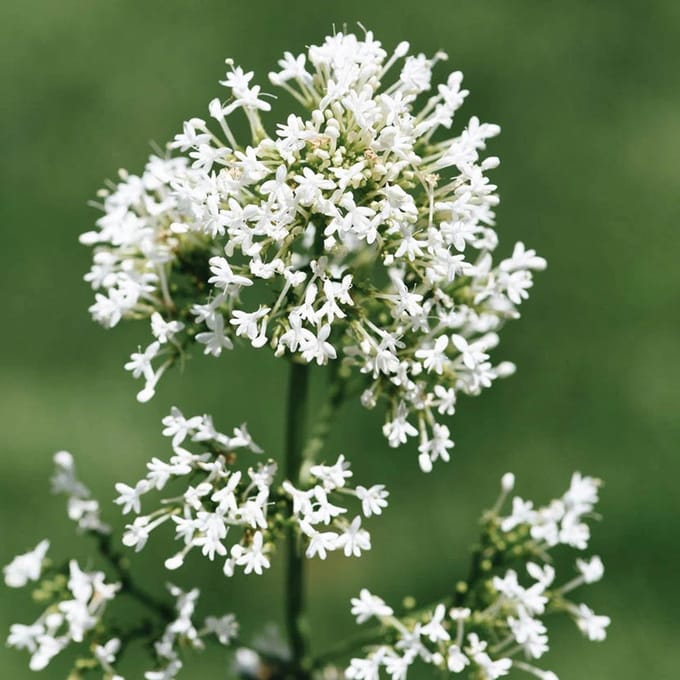 6x Centranthus ruber 'Snow Cloud' Pot 9x9cm - Witbloeiende Vaste Plant voor de Tuin