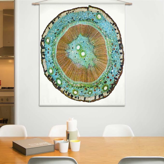 Wandkleed Microscopisch beeld - doorsnede van een plantenstengel II