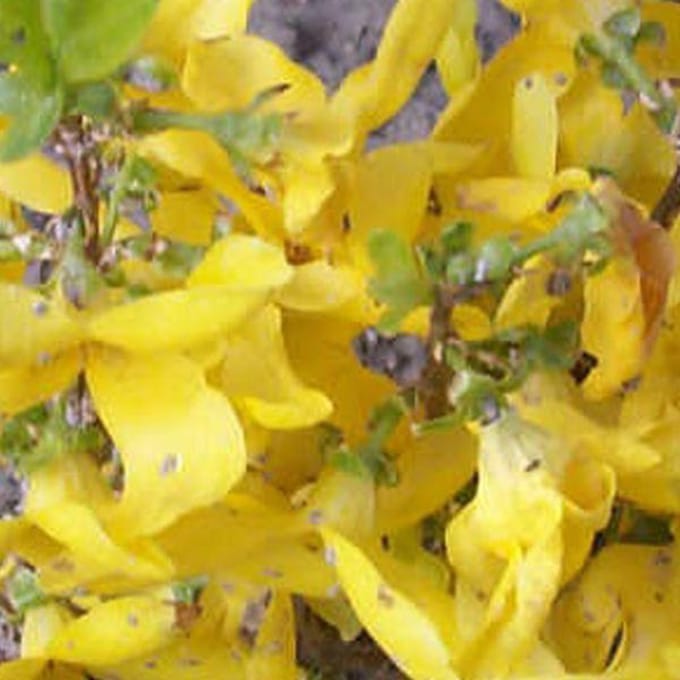 Forsythia Intermedia 'Minigold - Chinees klokje 50-60 cm in pot