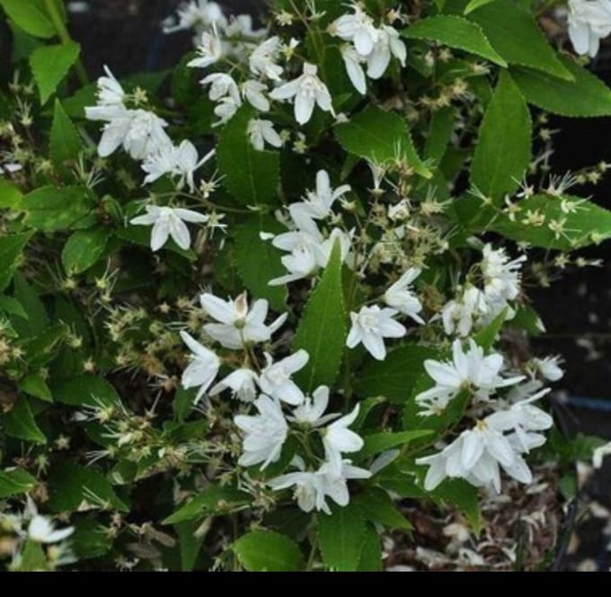 2 x Deutzia gracilis - Bruidsbloem 30- 40 cm in pot