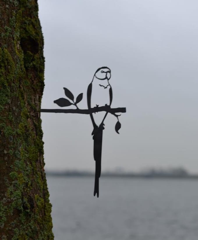 Birdwise Halsbandparkiet