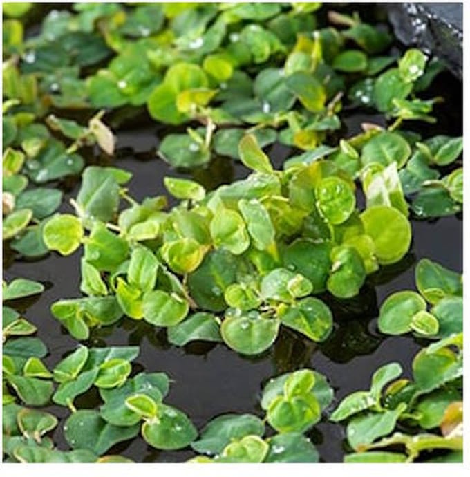 Moerings Phillanthus Fluitans In Beker