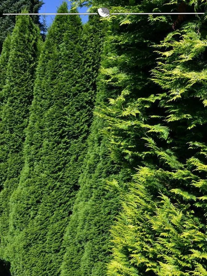 Westerse Levensboom Thuja Smaragd 180-200 cm, 25x Haagplant