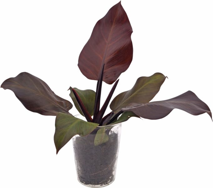 Philodendron Sunlight | 30cm | incl. glazen vaas