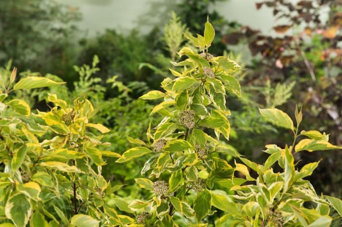 Arbustes de haie - Un ensemble 1 - Cornus alba 'Aurea' - (3L) 50-60 cm