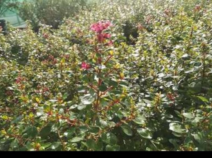 Escallonia hybr. 'Red Dream' - Escallonia 20- 25 cm in pot