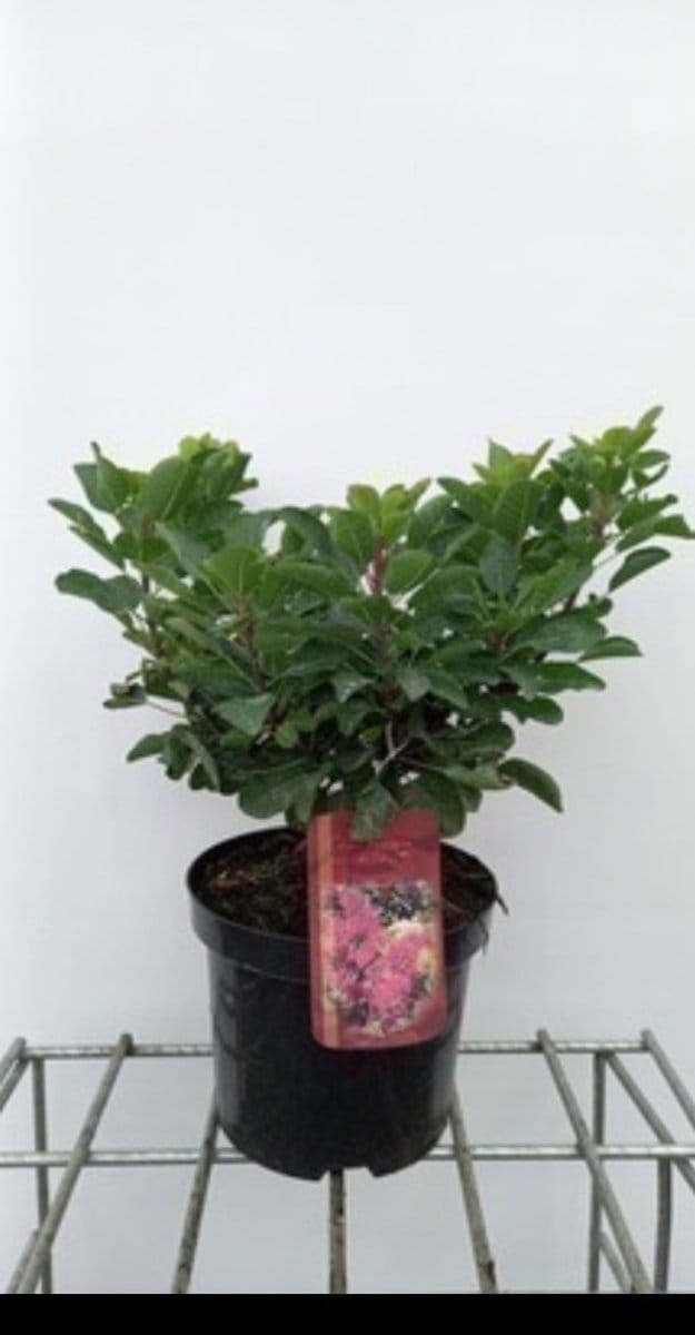 Cotinus cogg. 'Smokey Joe'® ( 'lisjo'®) - Pruikenboom 25- 30 cm in pot