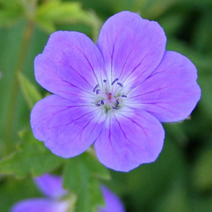 6 x Geranium Sylvaticum 'Mayflower' - Bosooievaarsbek pot 9x9cm
