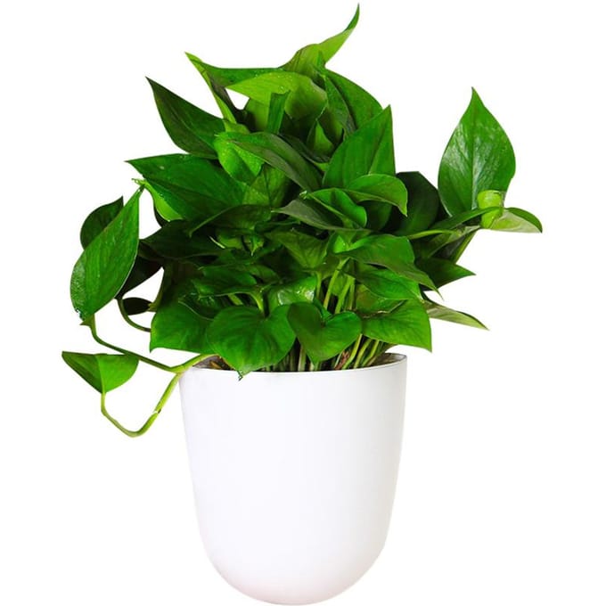Hoek Wandgemonteerde Bloempot Zelfwaterende Bloempot Plastic Plantenpot wit