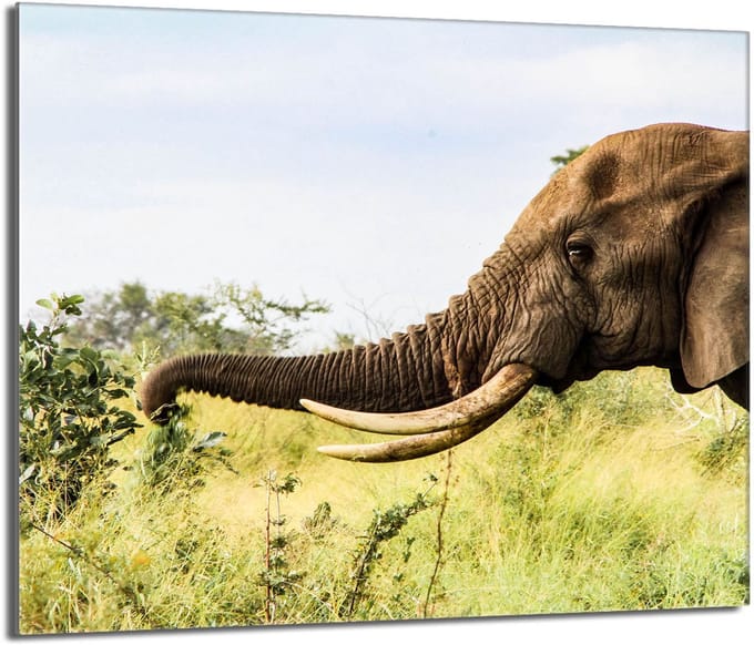 TMK ArtDeko - Serie Olifant - Snijplank - 60x52 - Hittebestendig