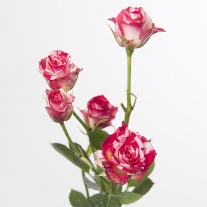 10x Rosa fireworks 60cm