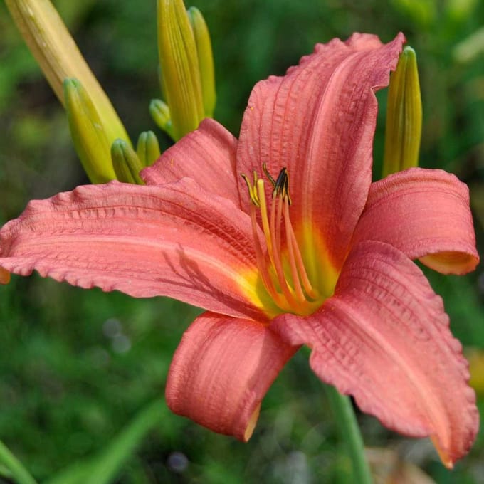 6 x Hemerocallis 'Pink Damask'  - Daglelie pot 9x9cm