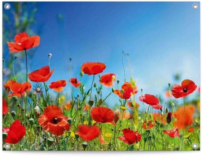 Tuinposter Zomerbloemen - 60 x 80 - Canvas - REINDERS