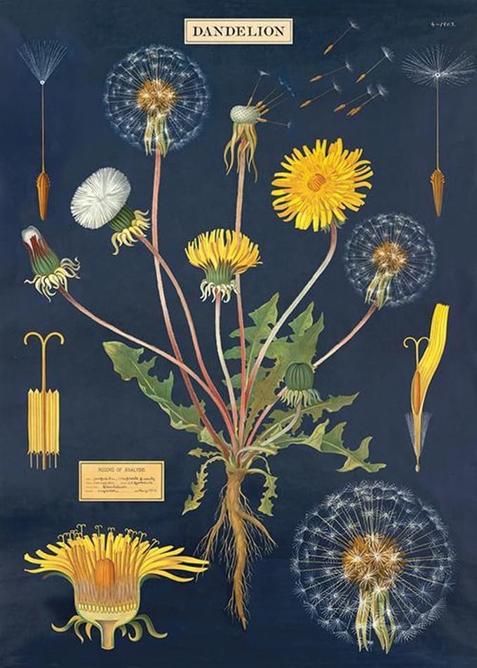 Poster Paardenbloem - Cavallini & Co - Schoolplaat