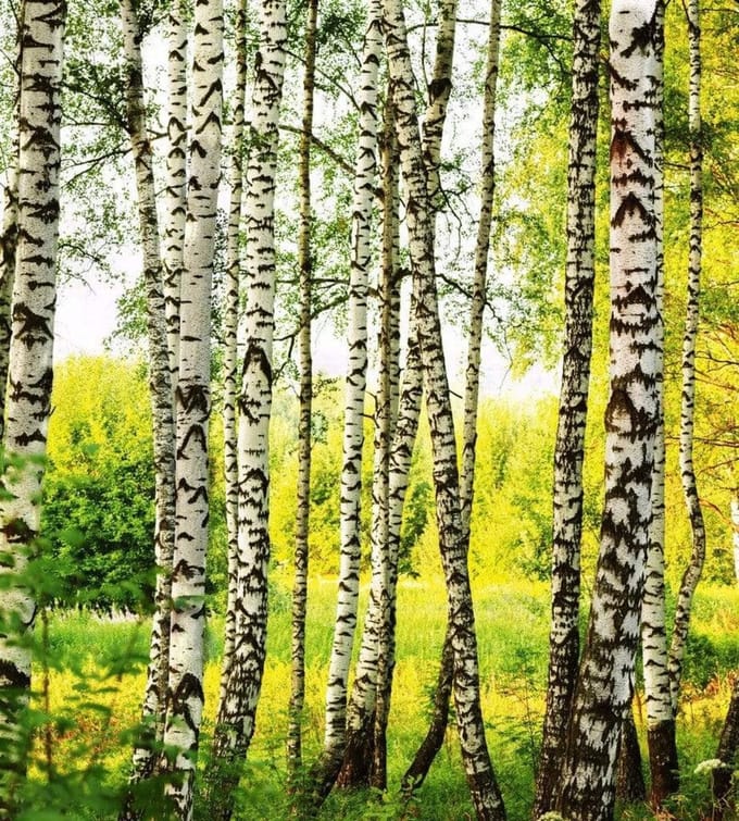 Fotobehang - Birch Forest 225x250cm - Vliesbehang