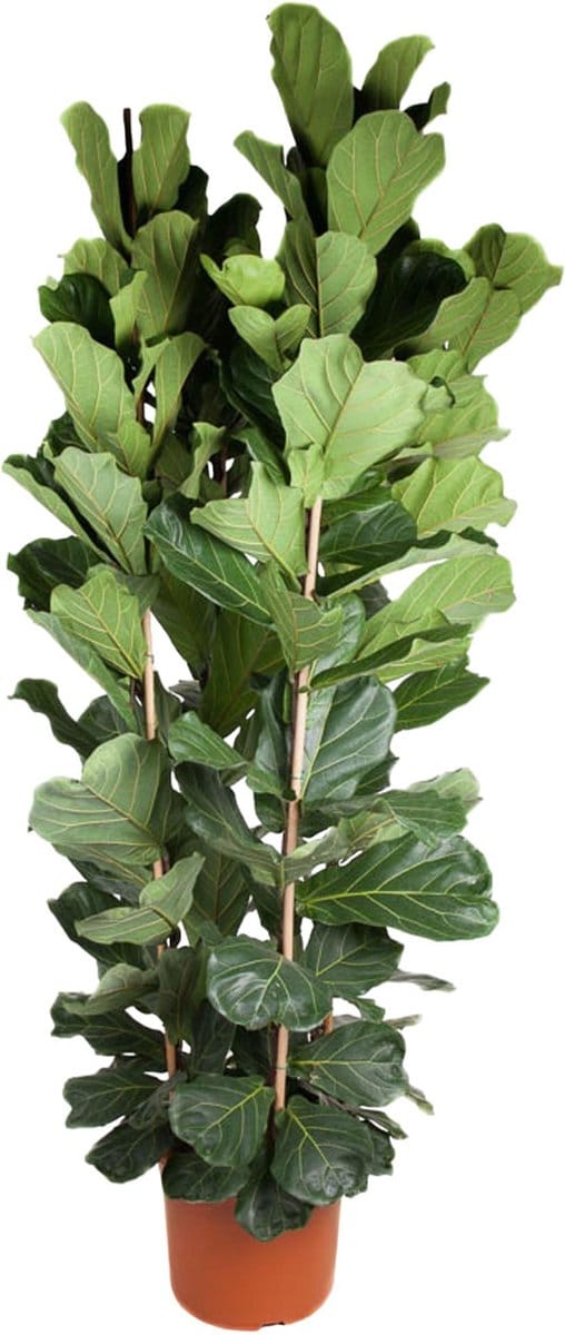 Green Harmony | Ficus Lyrata struik - 250 cm - ø48