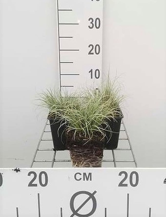 6x Zegge - Carex comans 'Frosted Curls' | 9x9 cm pot