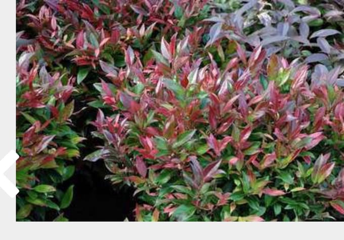 Leucothoe 'Scarletta' - Druifheide 20 - 30 cm in pot