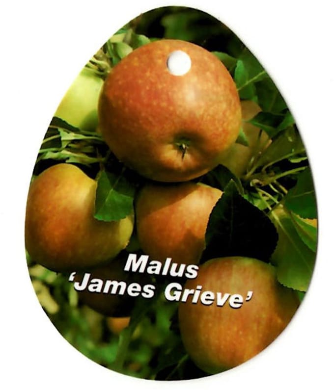 Oosterik home - Malus Domestica James Grieve