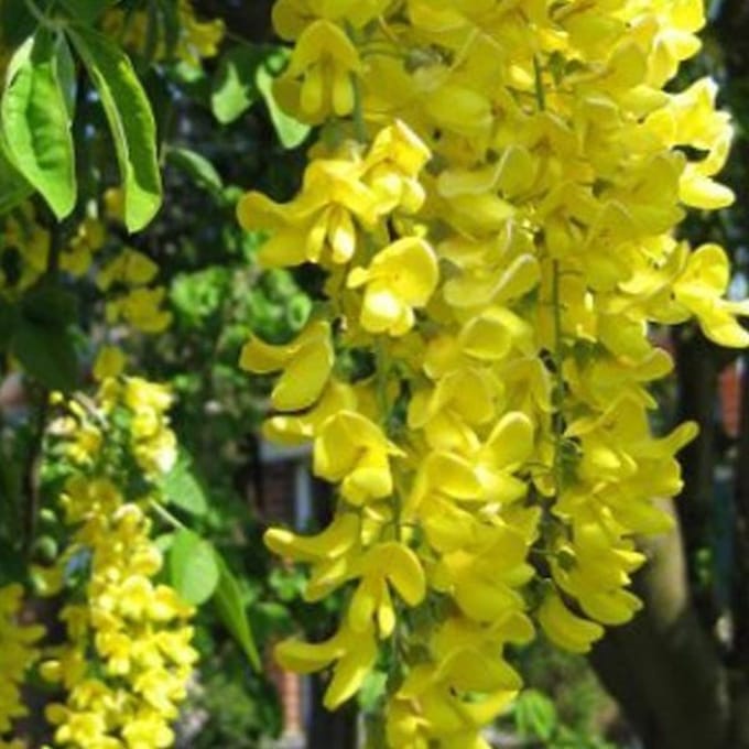 Laburnum Anagyroides - Goudenregen 50-60 cm pot