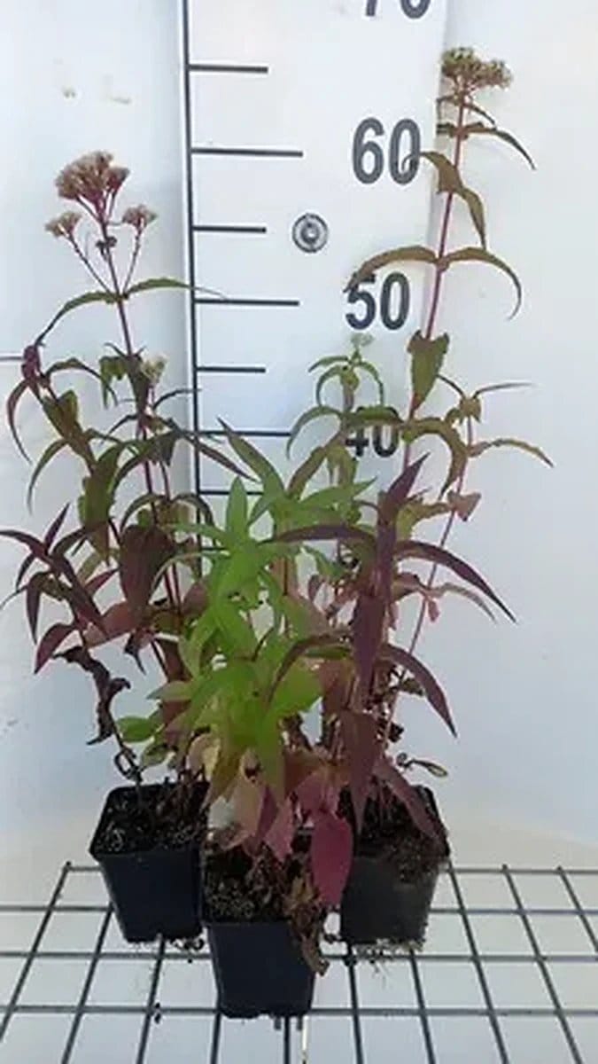 6x Leverkruid - Eupatorium perfoliatum | 9x9 cm pot