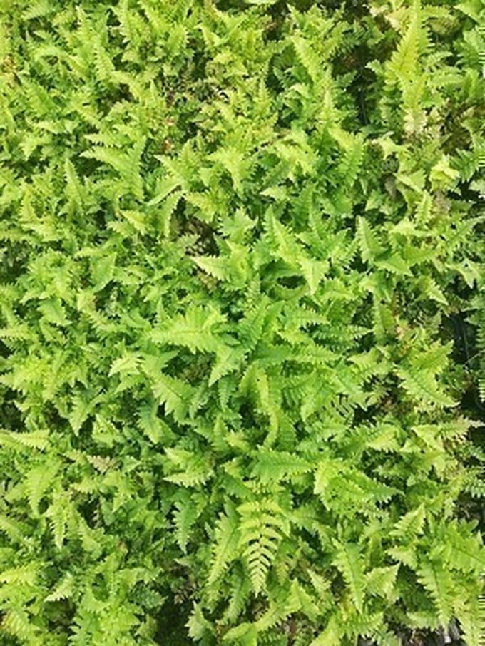 6x Schildvaren - Dryopteris aff. 'Crispa' | 9x9 cm pot
