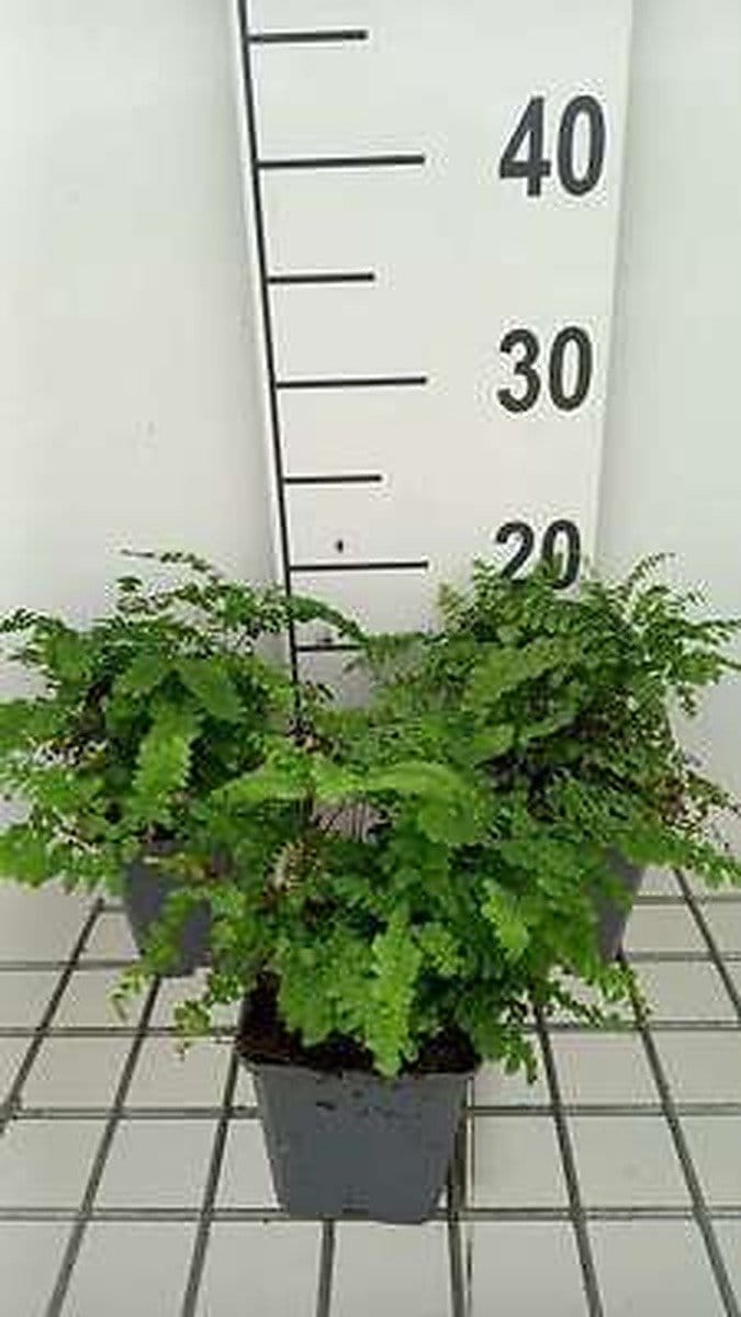 6x Vrouwenhaar - Adiantum ped. 'Imbricatum' | 9x9 cm pot