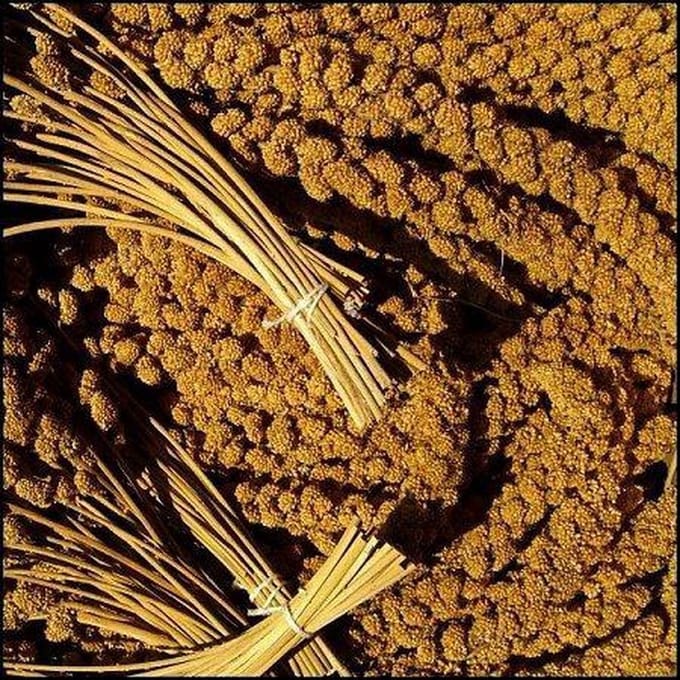 Trosgierst - 15KG - Vogelsnack - Vogelvoer