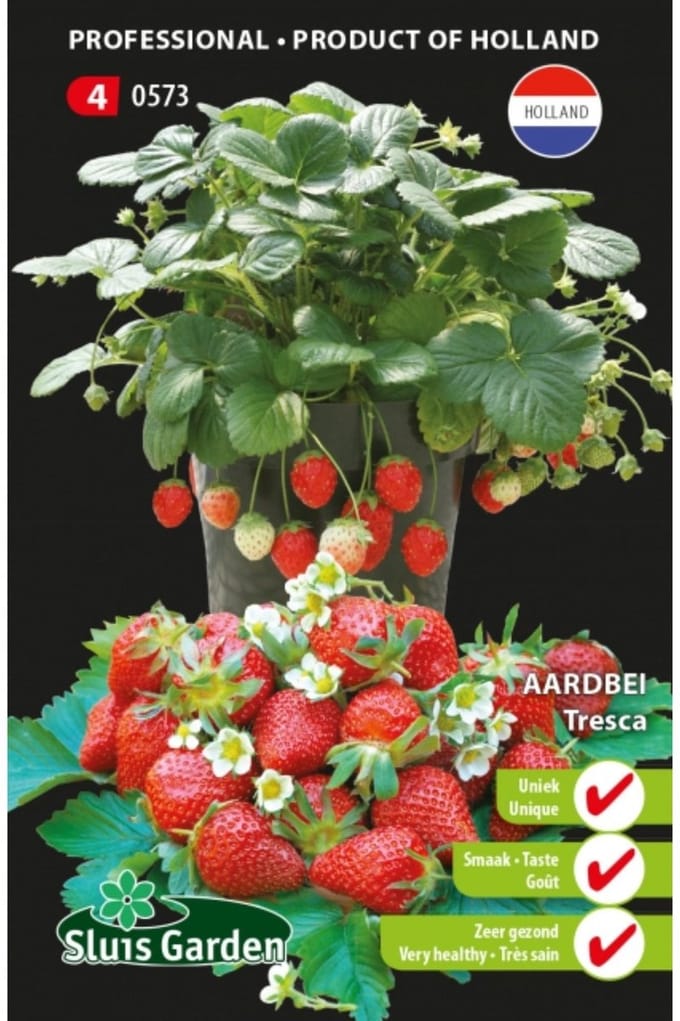 Sluis Garden vruchtgewas zaad - Aardbei Tresca (semi-grootvruchtig)