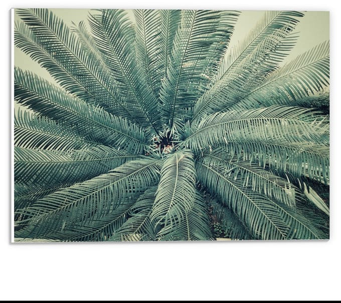 Forex - Groene Varens - 40x30cm Foto op Forex