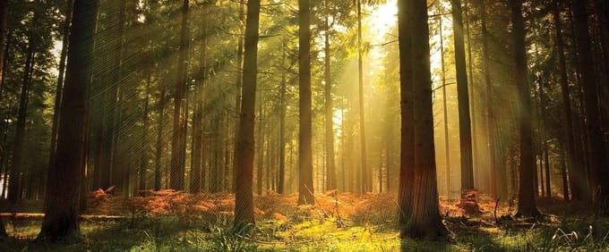 Fotobehang Forest Trees Beam Light Nature | PANORAMIC - 250cm x 104cm | 130g/m2 Vlies